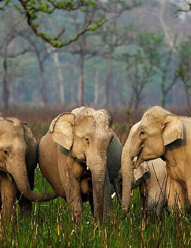 Explore Northeast India's Beauty with Kalita Tours and Travels